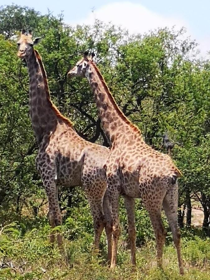 Boulders Safari Lodge 말레라네 외부 사진
